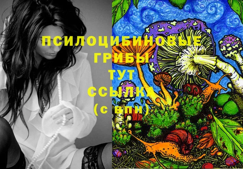 Галлюциногенные грибы Psilocybe  где купить наркоту  мега   Жуковка 